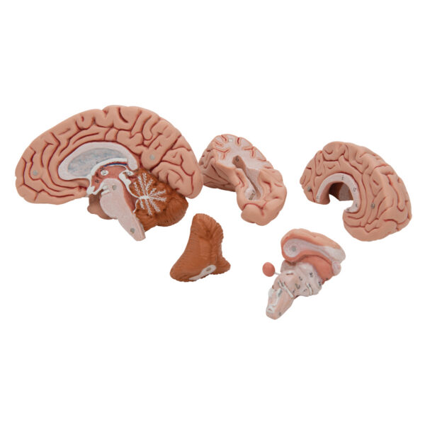 Классическая модель мозга, 5 частей - 3B Smart Anatomy — изображение 7