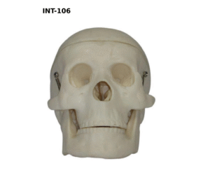 INT-106 Миниатюрный пластиковый череп