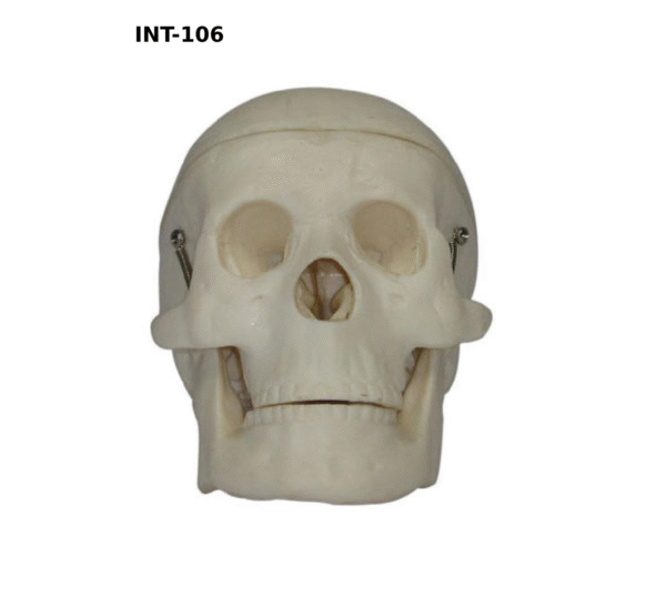 INT-106 Миниатюрный пластиковый череп