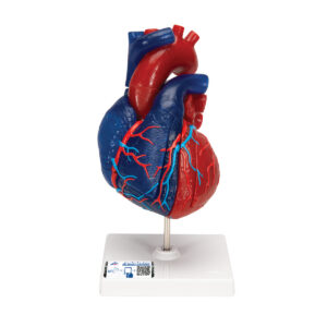 Модель сердца на магнитах, в натуральную величину, из 5 частей - 3B Smart Anatomy