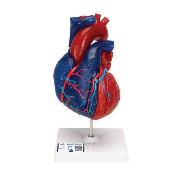 Модель сердца на магнитах, в натуральную величину, из 5 частей - 3B Smart Anatomy