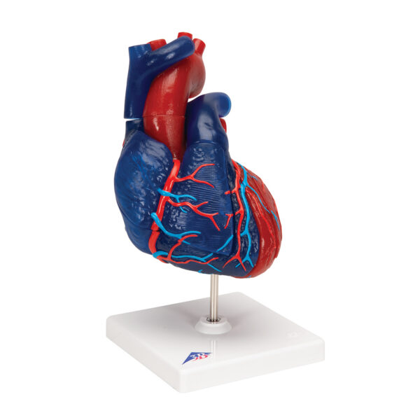 Модель сердца на магнитах, в натуральную величину, из 5 частей - 3B Smart Anatomy — изображение 2