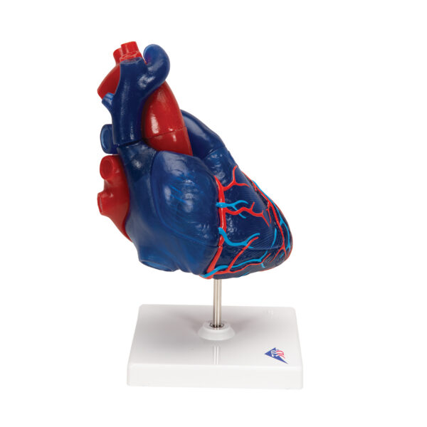 Модель сердца на магнитах, в натуральную величину, из 5 частей - 3B Smart Anatomy — изображение 3