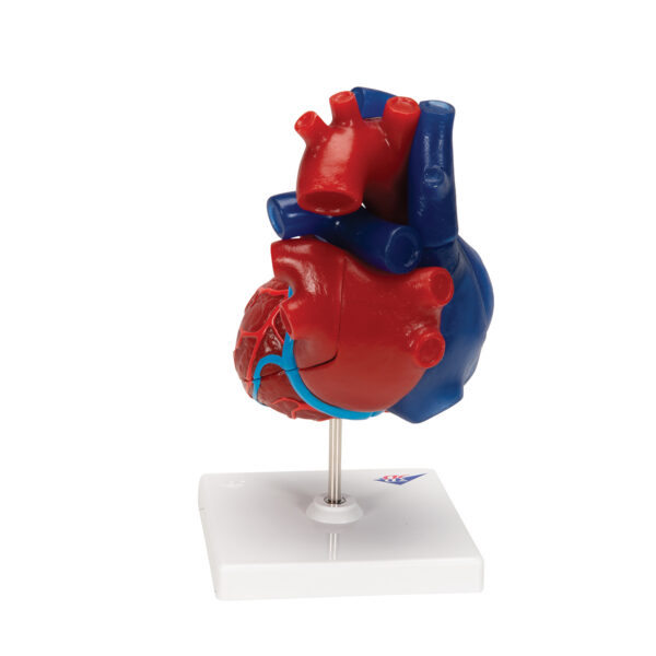 Модель сердца на магнитах, в натуральную величину, из 5 частей - 3B Smart Anatomy — изображение 4