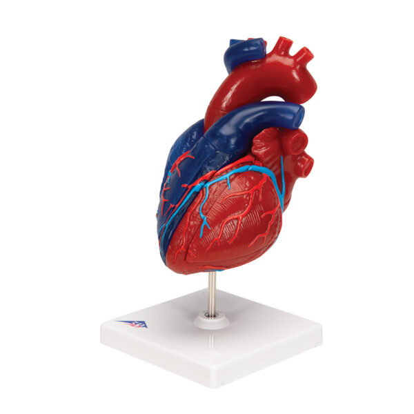 Модель сердца на магнитах, в натуральную величину, из 5 частей - 3B Smart Anatomy — изображение 5