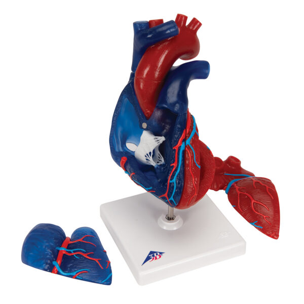 Модель сердца на магнитах, в натуральную величину, из 5 частей - 3B Smart Anatomy — изображение 7