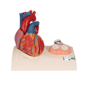 Модель сердца на магнитах, в натуральную величину, из 5 частей - 3B Smart Anatomy