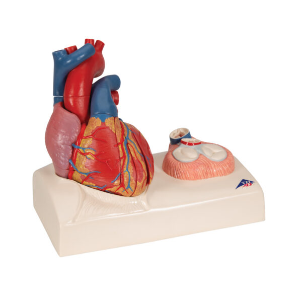 Модель сердца на магнитах, в натуральную величину, из 5 частей - 3B Smart Anatomy — изображение 7