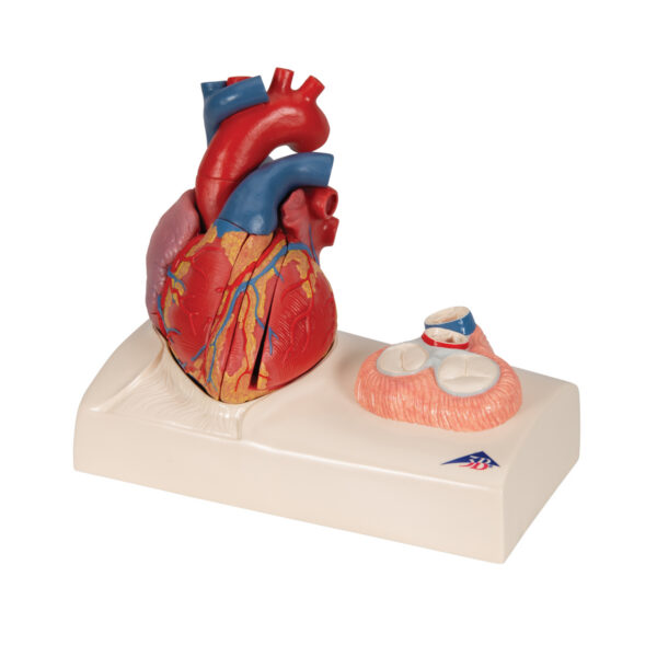 Модель сердца на магнитах, в натуральную величину, из 5 частей - 3B Smart Anatomy — изображение 6
