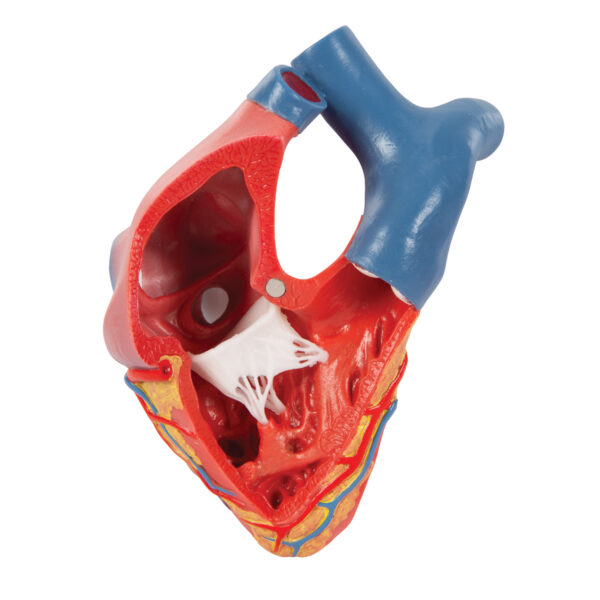 Модель сердца на магнитах, в натуральную величину, из 5 частей - 3B Smart Anatomy — изображение 4