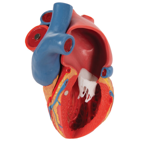 Модель сердца на магнитах, в натуральную величину, из 5 частей - 3B Smart Anatomy — изображение 3