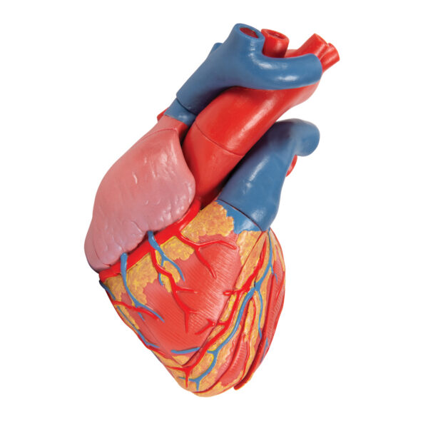 Модель сердца на магнитах, в натуральную величину, из 5 частей - 3B Smart Anatomy — изображение 2