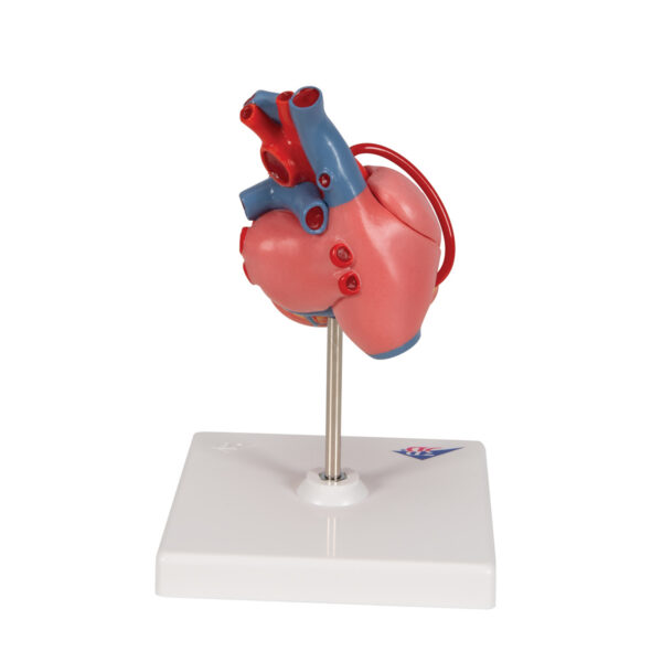Классическая модель сердца с шунтом, 2 части - 3B Smart Anatomy — изображение 5