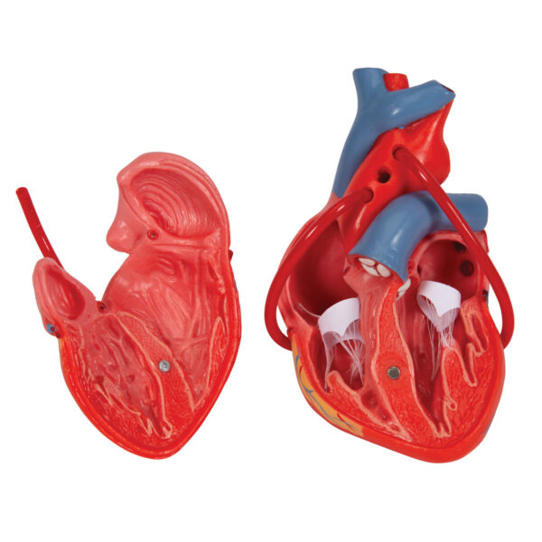 Классическая модель сердца с шунтом, 2 части - 3B Smart Anatomy — изображение 2