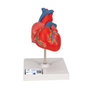 Классическая модель сердца, 2 части - 3B Smart Anatomy