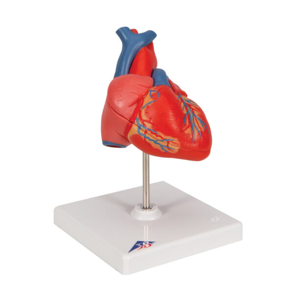 Классическая модель сердца, 2 части - 3B Smart Anatomy — изображение 6