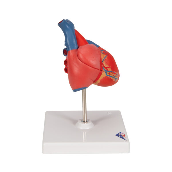 Классическая модель сердца, 2 части - 3B Smart Anatomy — изображение 5