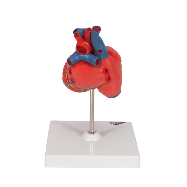 Классическая модель сердца, 2 части - 3B Smart Anatomy — изображение 4
