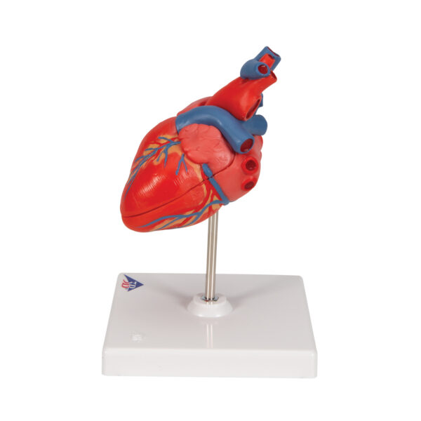 Классическая модель сердца, 2 части - 3B Smart Anatomy — изображение 3
