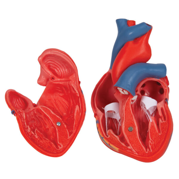 Классическая модель сердца, 2 части - 3B Smart Anatomy — изображение 2