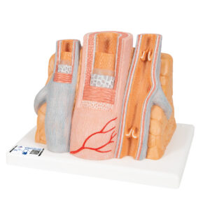 Модель артерии и вены 3B MICROanatomy™ - 3B Smart Anatomy
