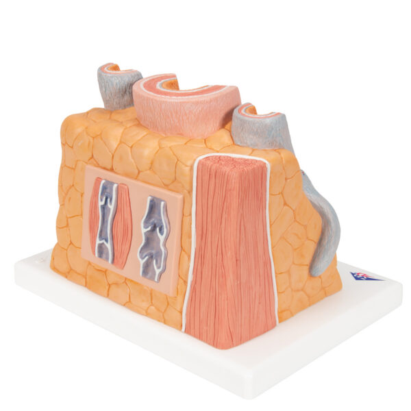 Модель артерии и вены 3B MICROanatomy™ - 3B Smart Anatomy — изображение 7