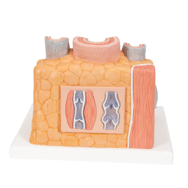 Модель артерии и вены 3B MICROanatomy™ - 3B Smart Anatomy — изображение 6