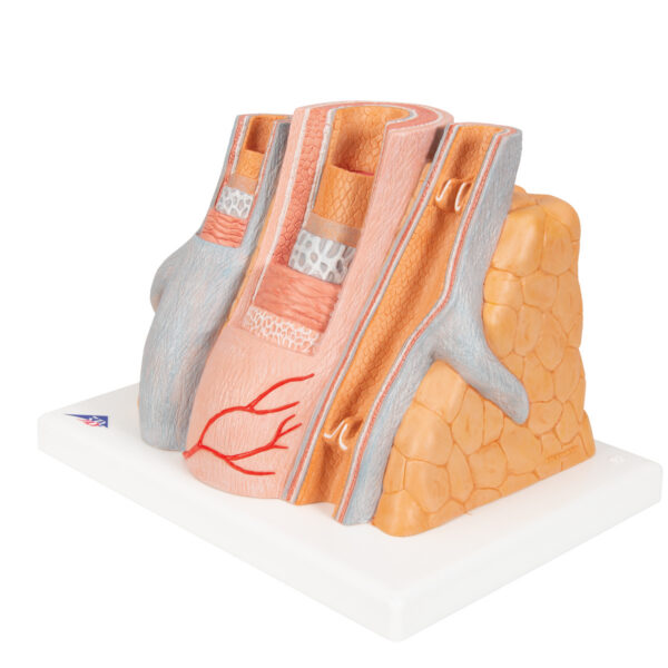 Модель артерии и вены 3B MICROanatomy™ - 3B Smart Anatomy — изображение 3