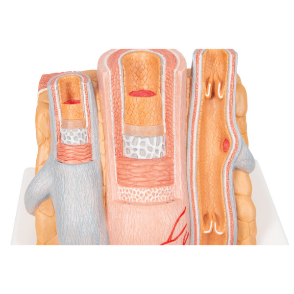 Модель артерии и вены 3B MICROanatomy™ - 3B Smart Anatomy — изображение 2