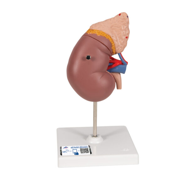 Почка с надпочечником, из 2 частей - 3B Smart Anatomy