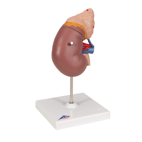 Почка с надпочечником, из 2 частей - 3B Smart Anatomy — изображение 7