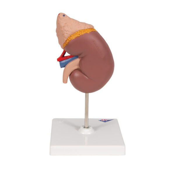 Почка с надпочечником, из 2 частей - 3B Smart Anatomy — изображение 5