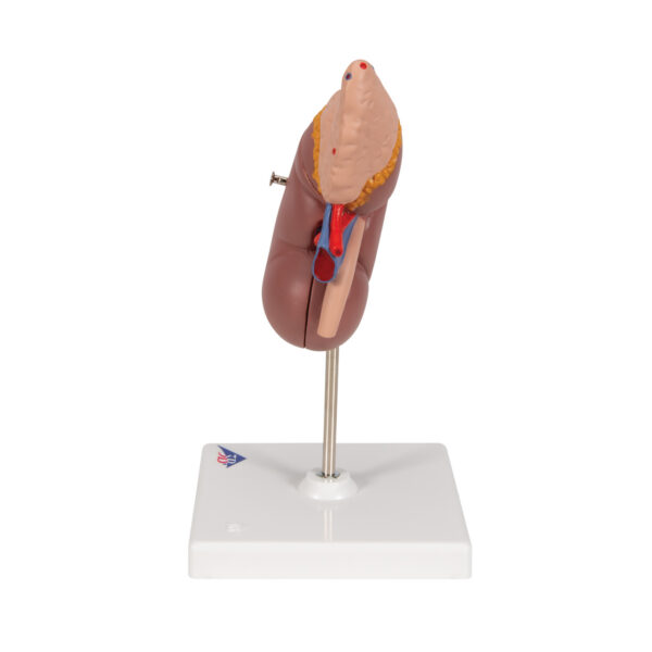 Почка с надпочечником, из 2 частей - 3B Smart Anatomy — изображение 4
