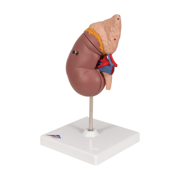 Почка с надпочечником, из 2 частей - 3B Smart Anatomy — изображение 3