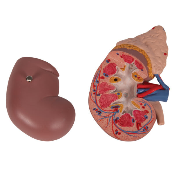 Почка с надпочечником, из 2 частей - 3B Smart Anatomy — изображение 2