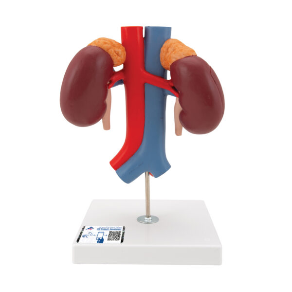 Модель почки с сосудами, 2 части - 3B Smart Anatomy