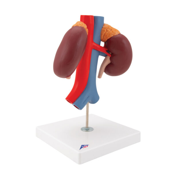 Модель почки с сосудами, 2 части - 3B Smart Anatomy — изображение 2