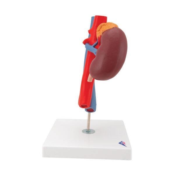 Модель почки с сосудами, 2 части - 3B Smart Anatomy — изображение 6