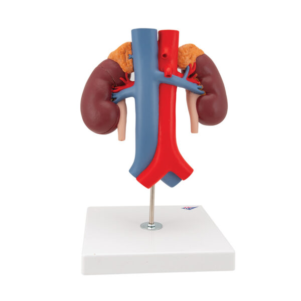 Модель почки с сосудами, 2 части - 3B Smart Anatomy — изображение 7