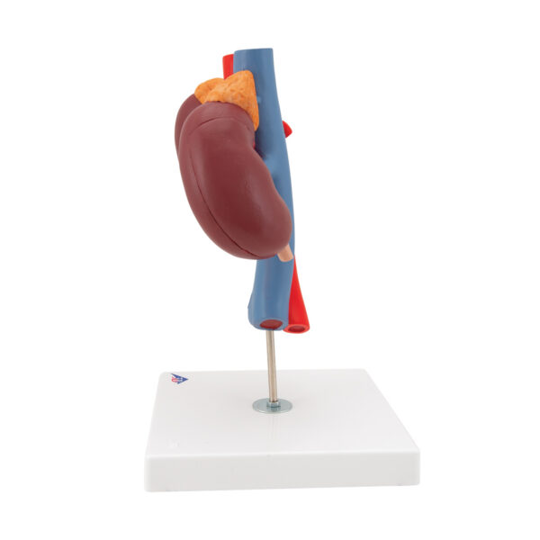 Модель почки с сосудами, 2 части - 3B Smart Anatomy — изображение 5