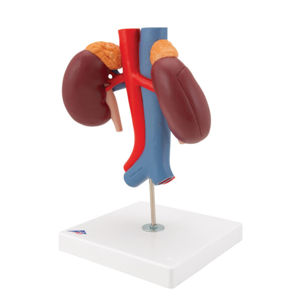 Модель почки с сосудами, 2 части - 3B Smart Anatomy — изображение 4