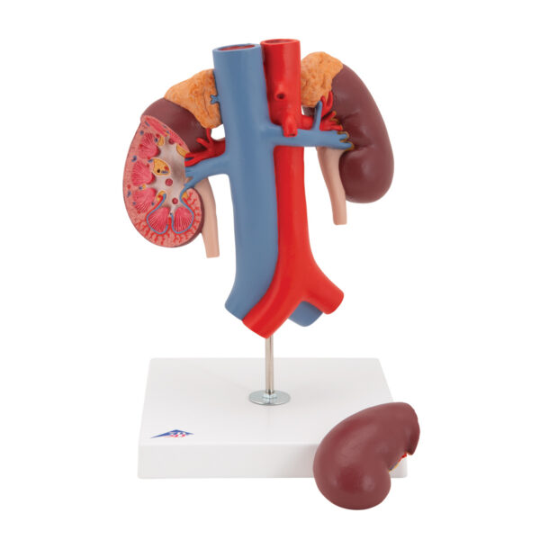Модель почки с сосудами, 2 части - 3B Smart Anatomy — изображение 3