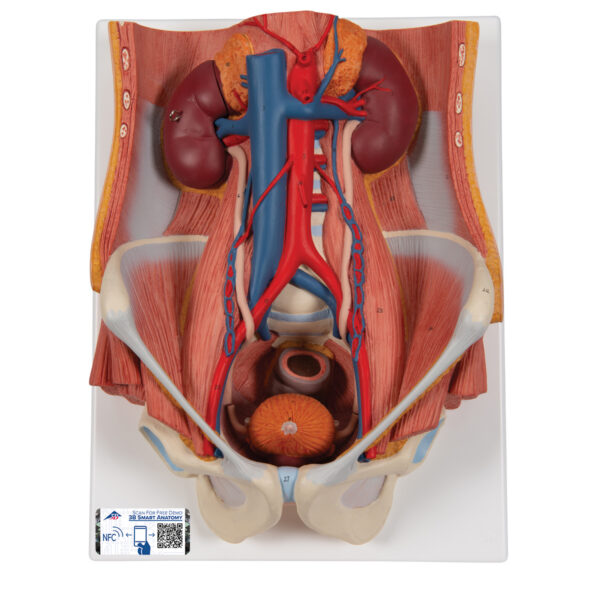 Модель мочевыделительной системы, двуполая, 6 частей - 3B Smart Anatomy