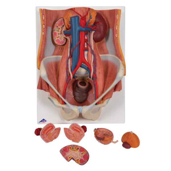Модель мочевыделительной системы, двуполая, 6 частей - 3B Smart Anatomy — изображение 2