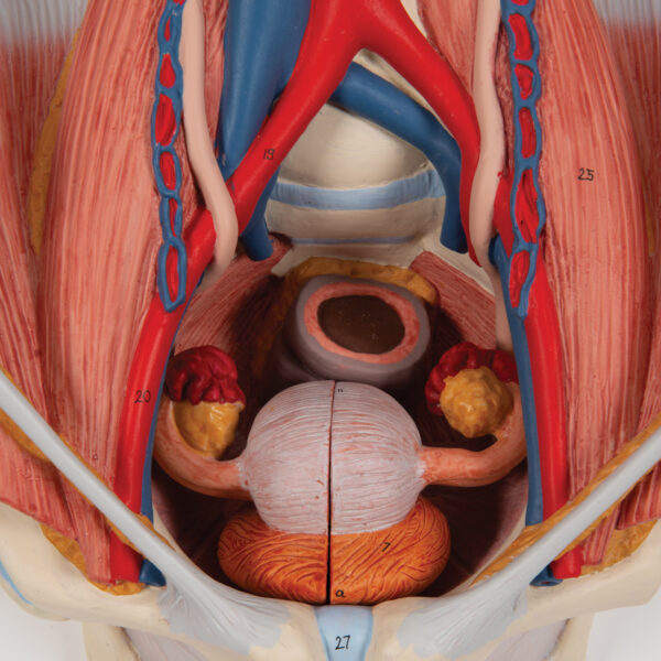 Модель мочевыделительной системы, двуполая, 6 частей - 3B Smart Anatomy — изображение 3