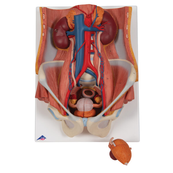 Модель мочевыделительной системы, двуполая, 6 частей - 3B Smart Anatomy — изображение 4