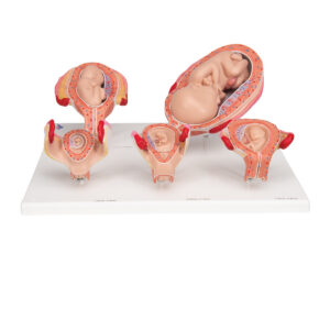 Набор из 5 моделей «Стадии беременности» 3B Scientific® - 3B Smart Anatomy