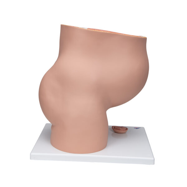 Модель беременности, 3 части - 3B Smart Anatomy — изображение 7
