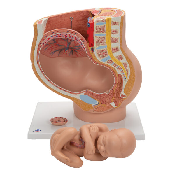 Модель беременности, 3 части - 3B Smart Anatomy — изображение 6