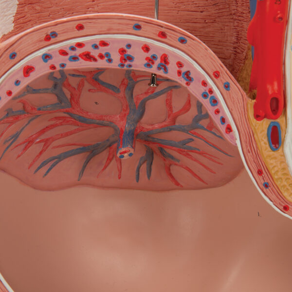 Модель беременности, 3 части - 3B Smart Anatomy — изображение 5